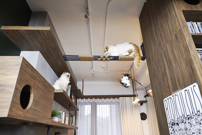 宠物宅设计！专为毛小孩规划-2