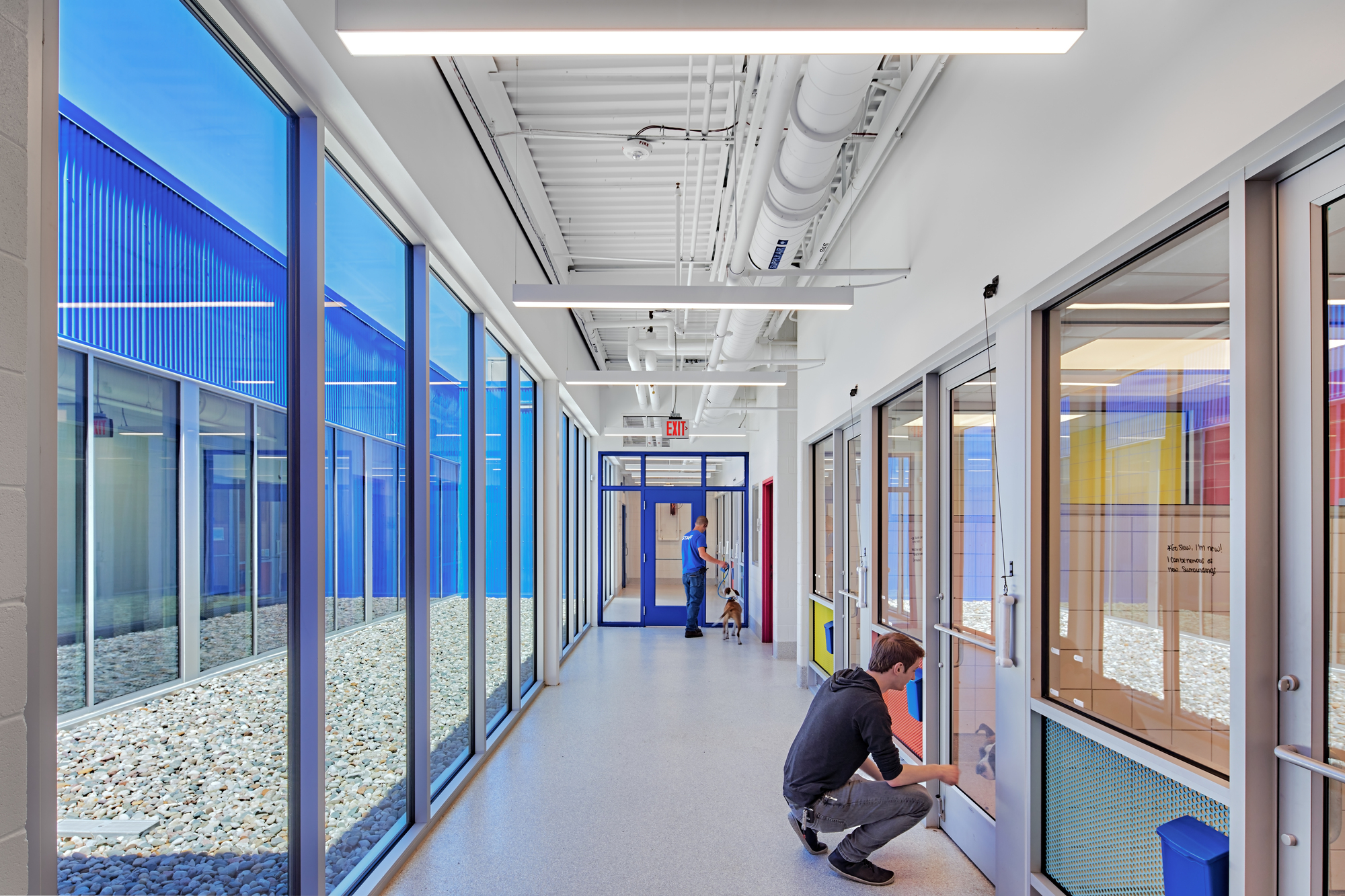 密歇根动物救援联盟丨美国丨PLY+-20