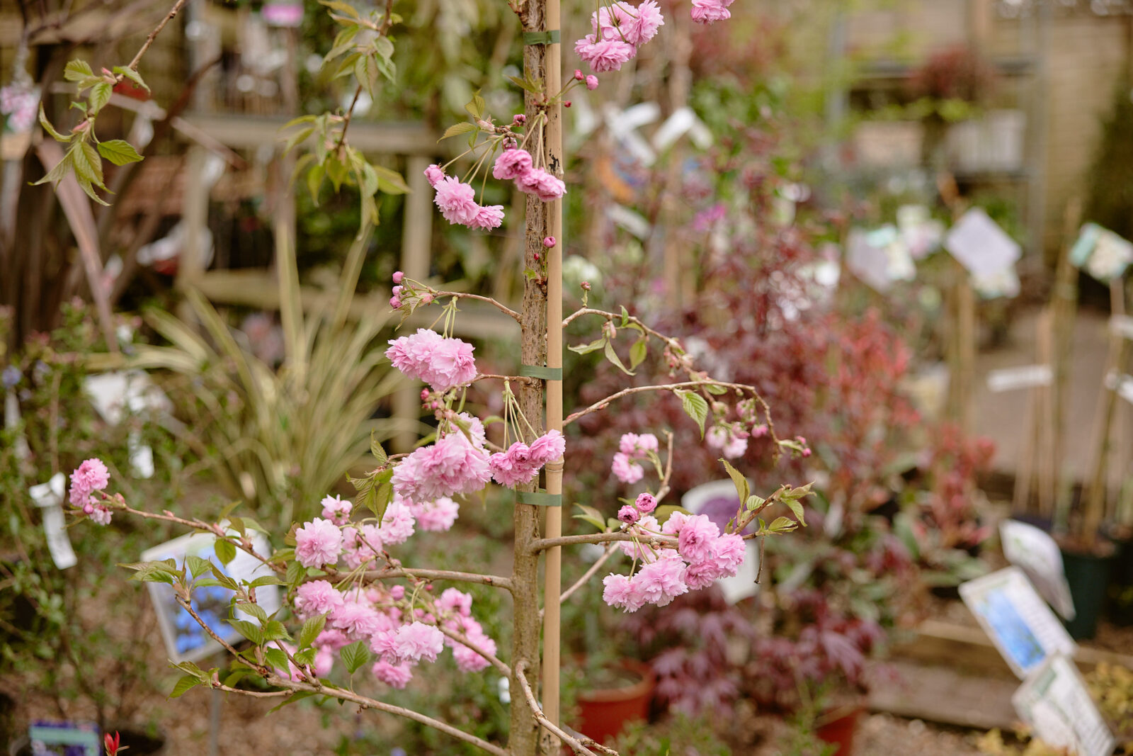 Our guide to Herne Hill and Tulse Hill: vibrant markets and outdoor swimming in south London | Journal | The Modern House-20