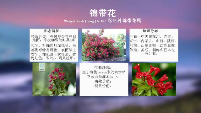 秋凌景观陪伴你学习的第3128天-30