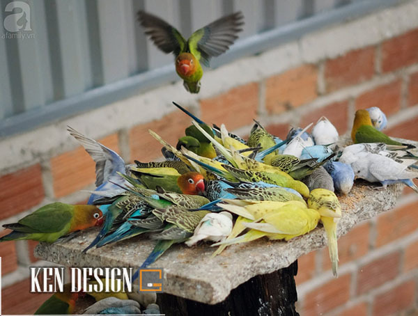 Zoodoo(澳大利亚风格动物园咖啡馆)丨越南-29