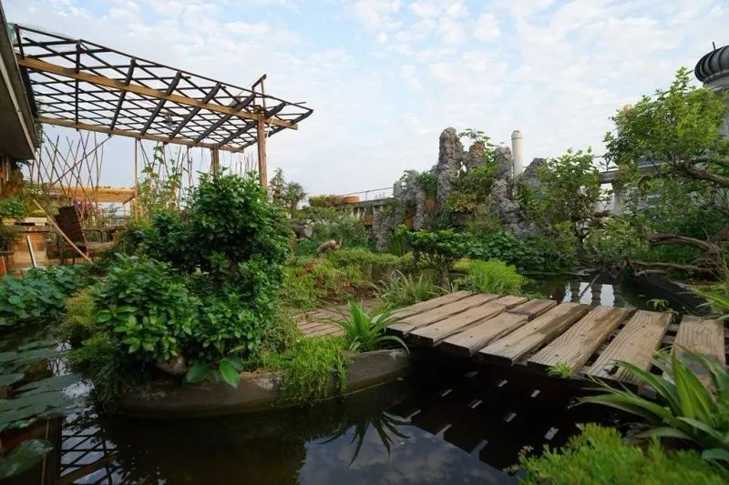 不惑之年,他自己动手建了一座楼顶花园,养花种菜喂鱼……-21