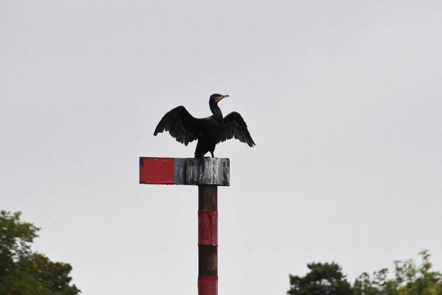 挪威首个海洋利用渔场-58