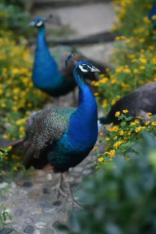 文艺大叔租下8亩林场，花16年种花养草，如今惊艳世人，连美国杂志都给他点赞-167