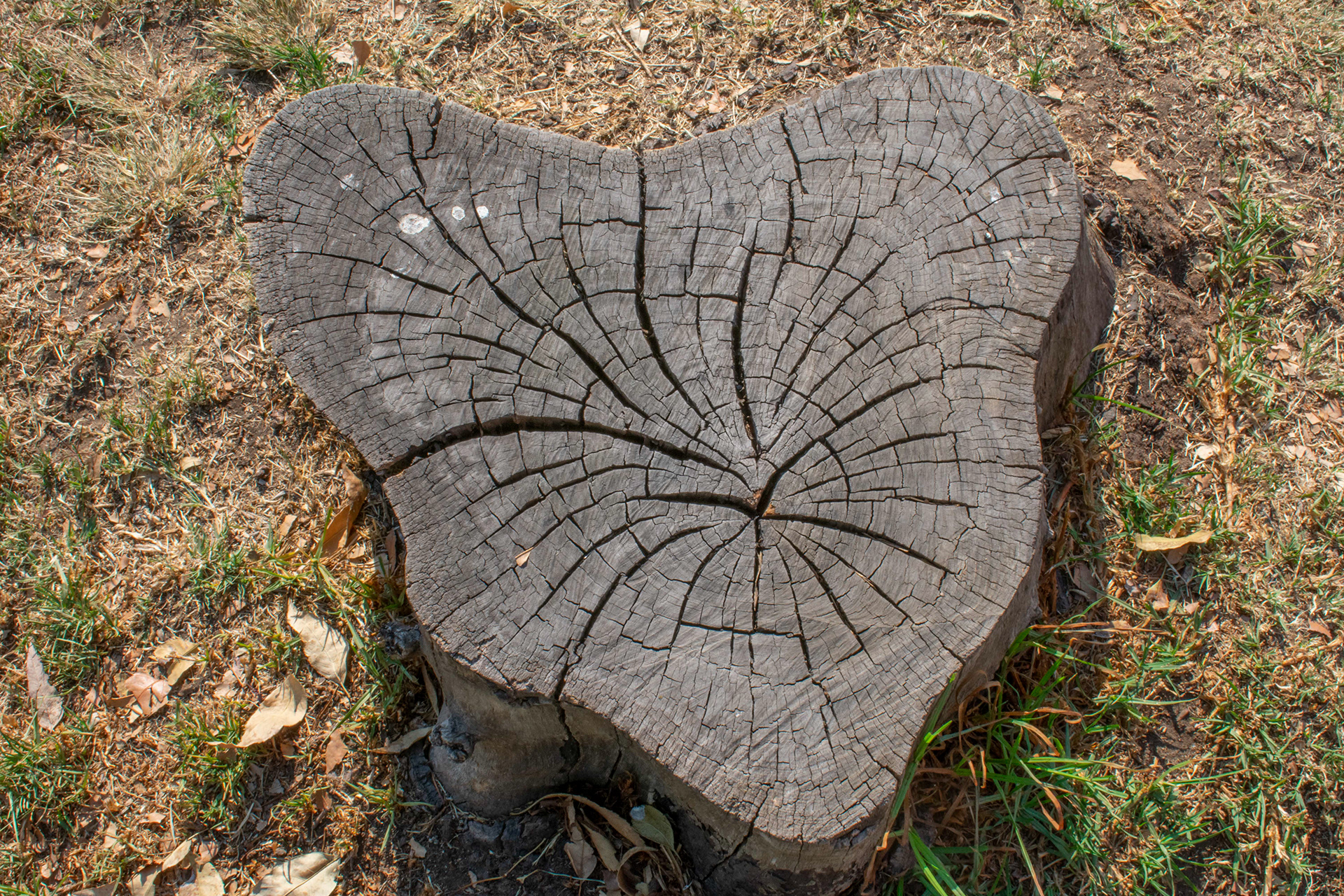 Tocón 建筑模型-9