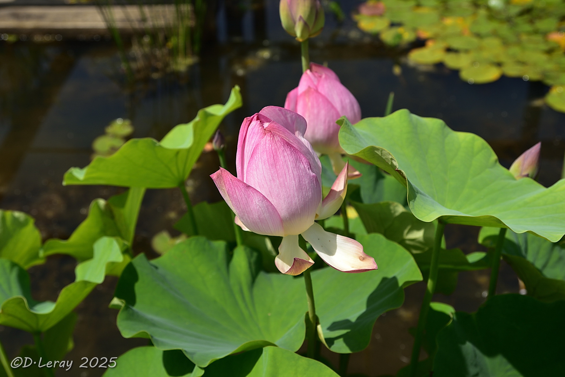 Jardins d'eau Carsac Aillac (24)-3