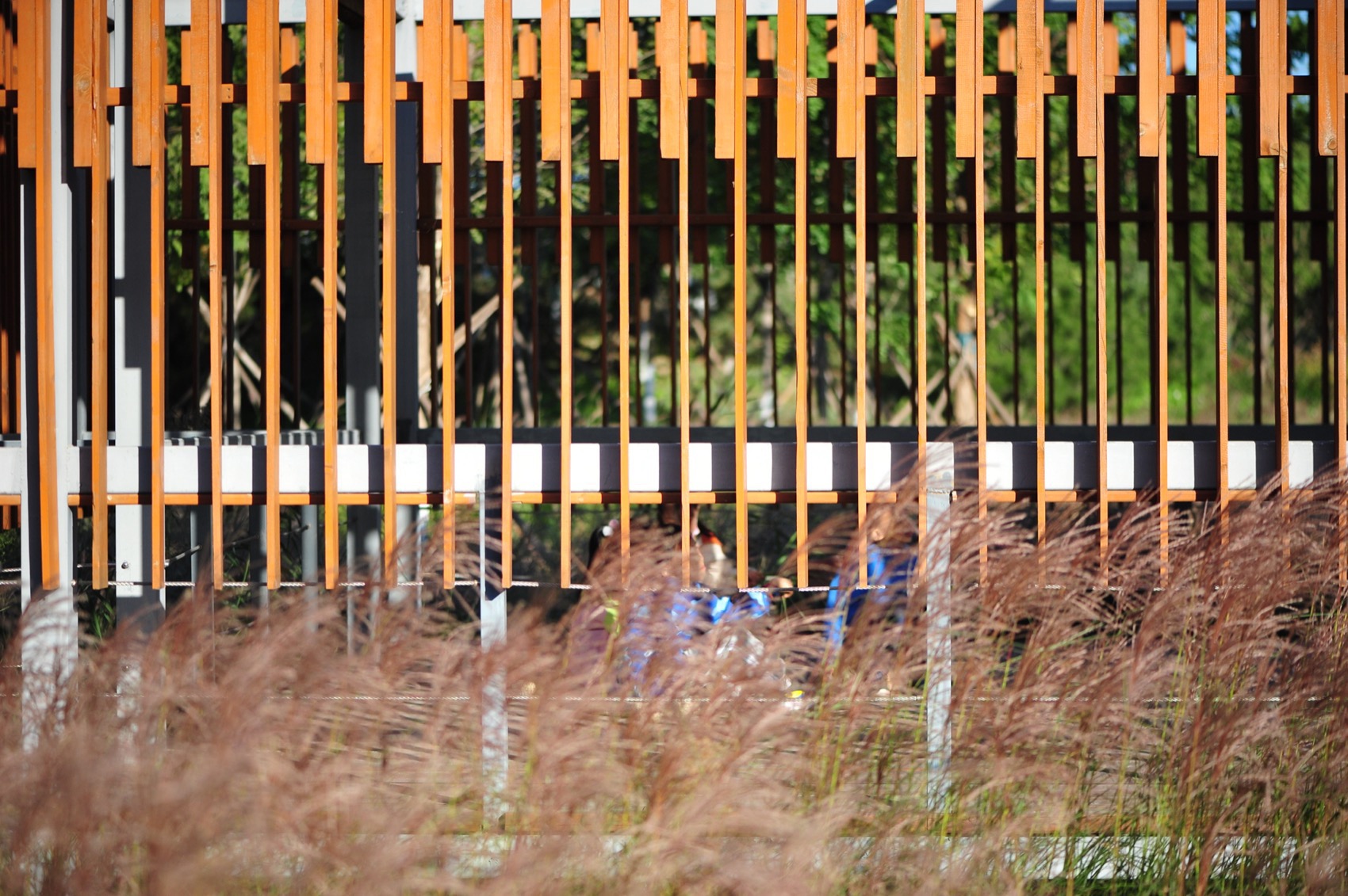饮鹿池公园丨中国北京丨北京林业大学风景园林规划设计研究院+山水和泓+原筑景观-30