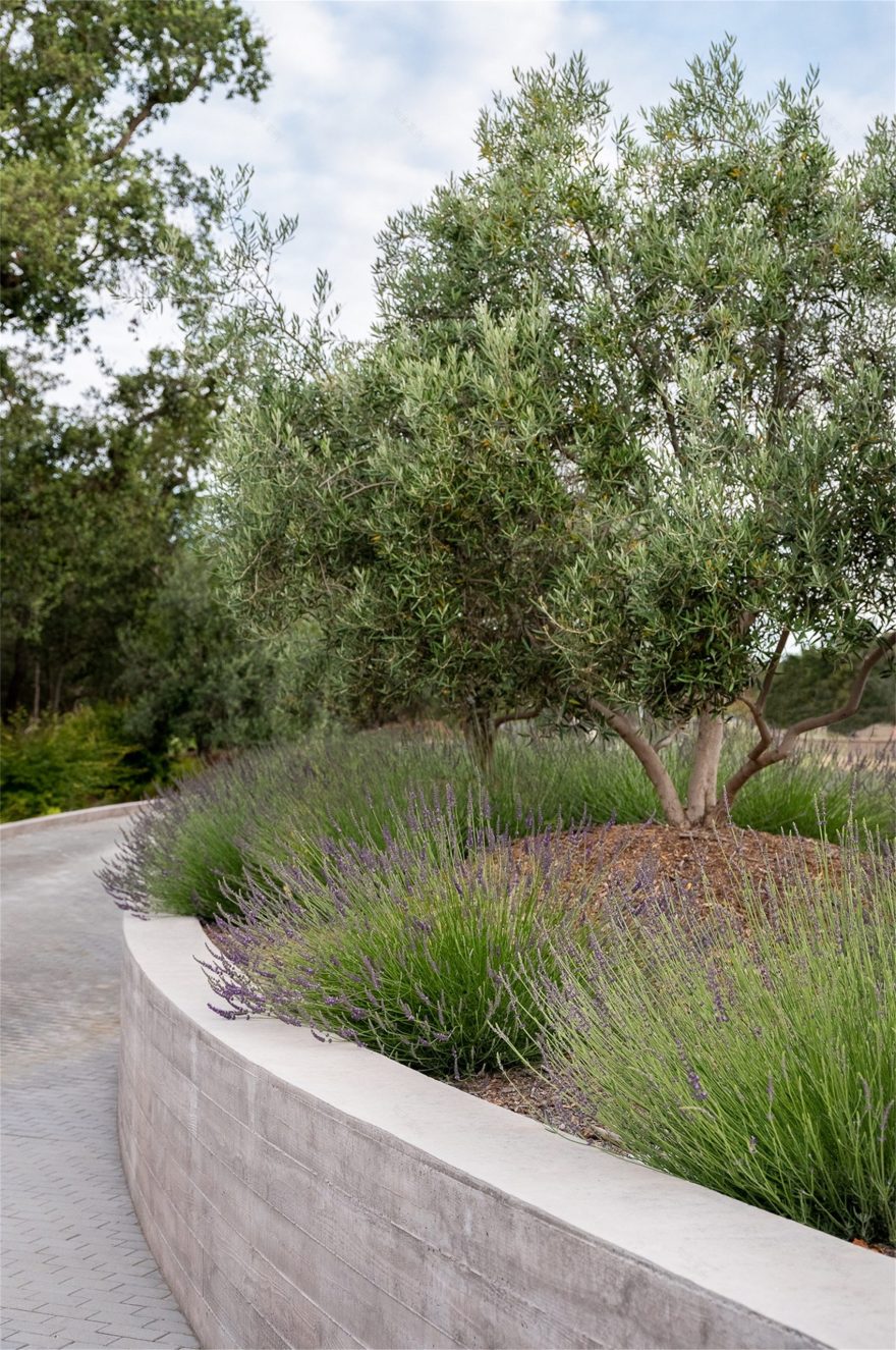 自然生长 · 私宅景观丨美国加利福尼亚-15