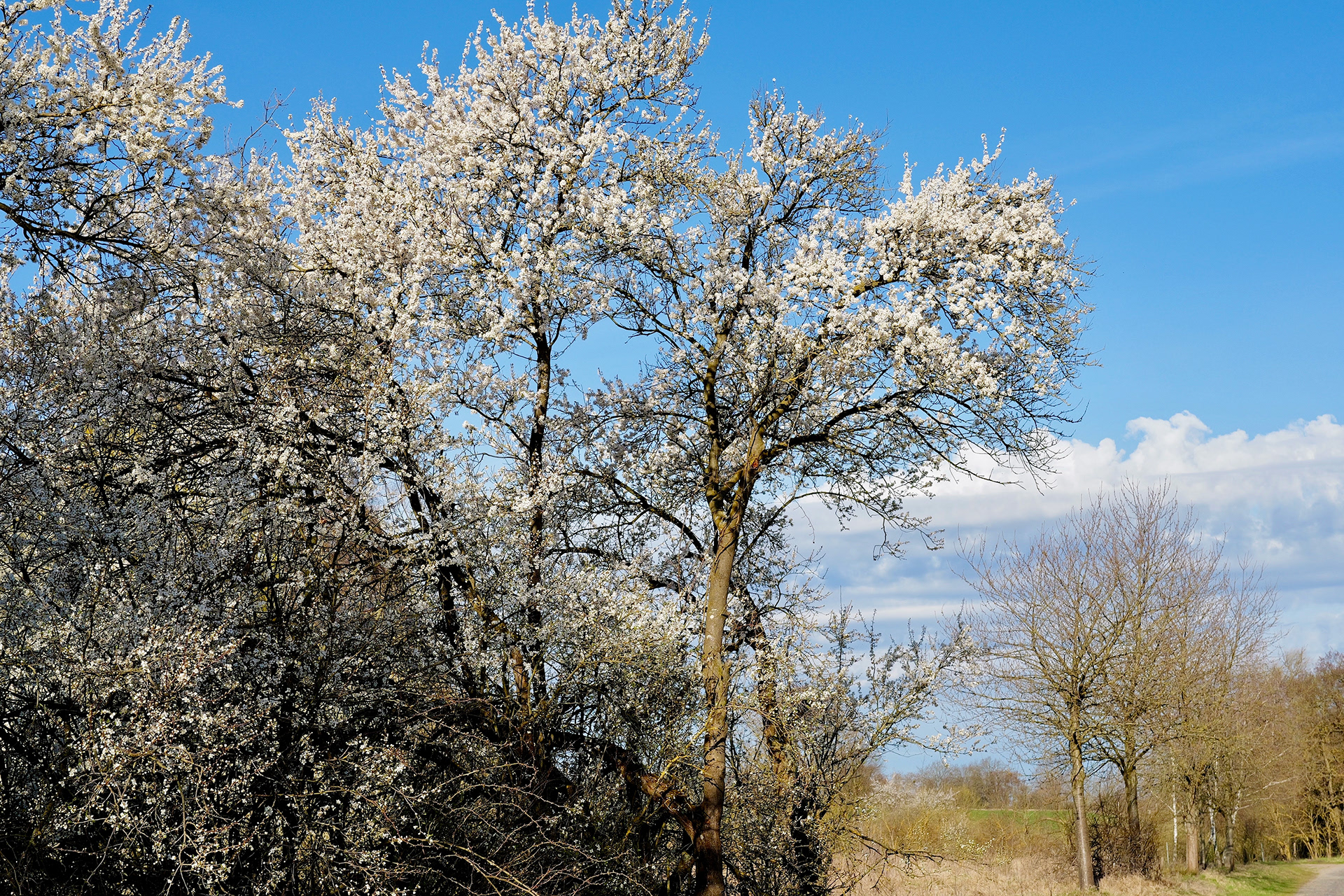 赖希诺夫城堡丨Gustav Hauer-10