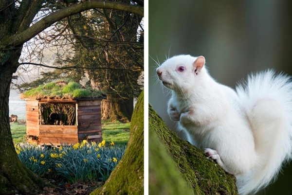 六角形观察白化松鼠栖息地丨英国-1