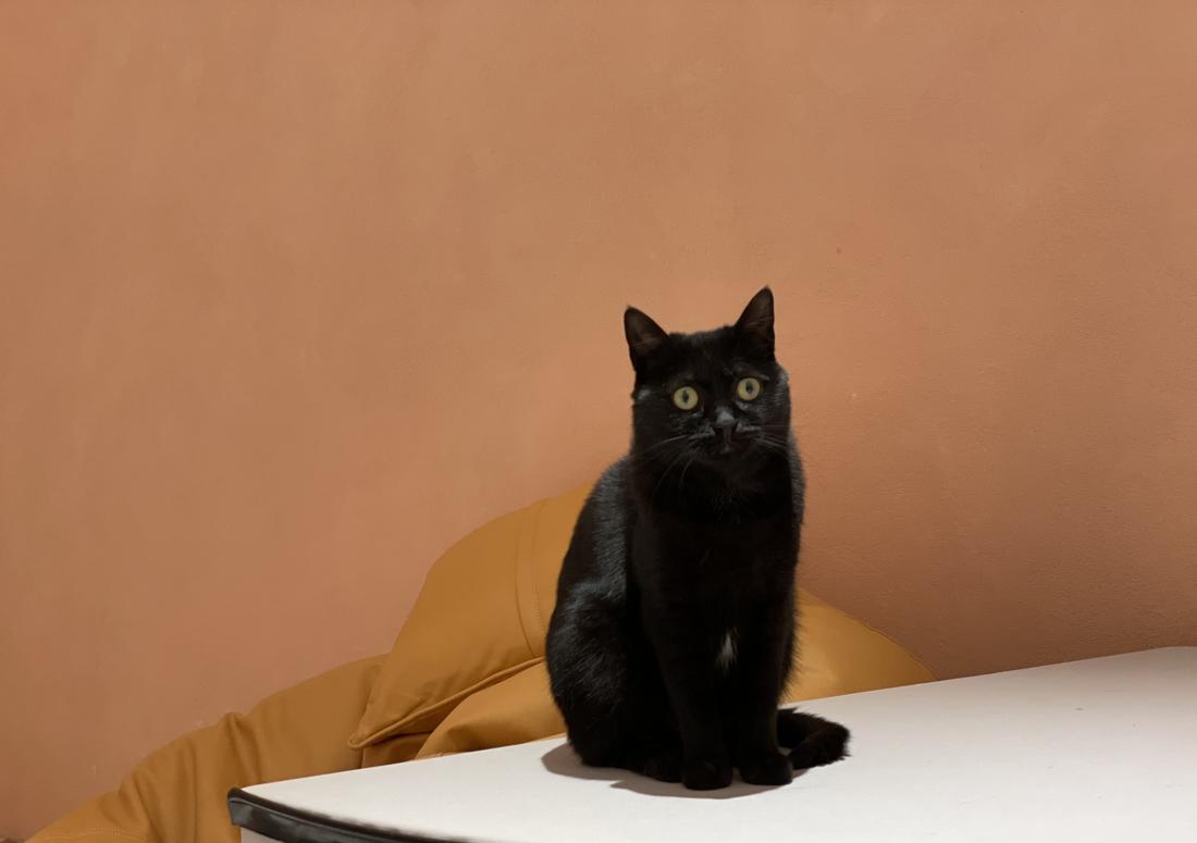 喵星人入侵 · 猫咪共享空间丨中国青岛丨黄士华-1