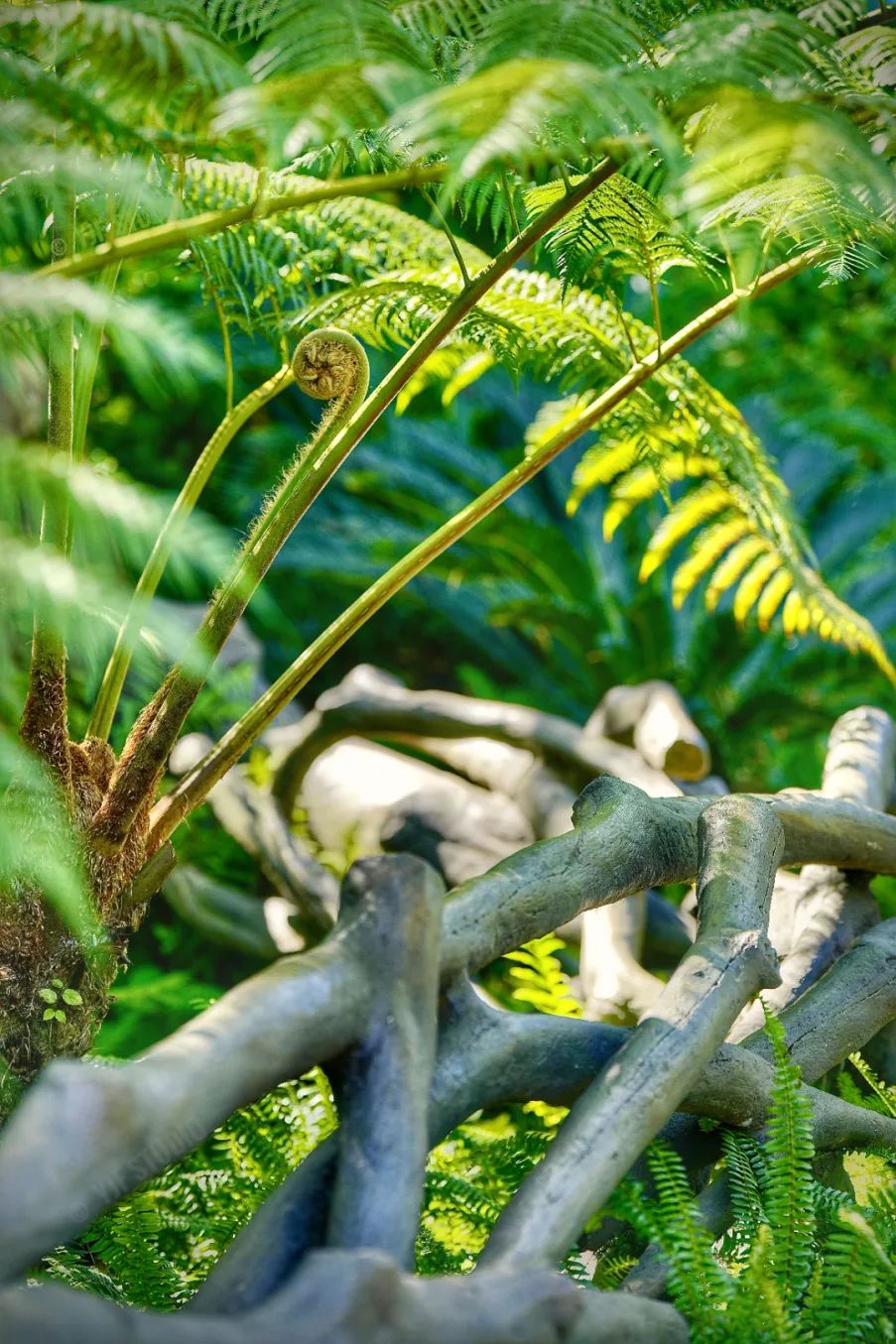 广州云萝植物园丨中国广州丨广州普邦园林股份有限公司-22