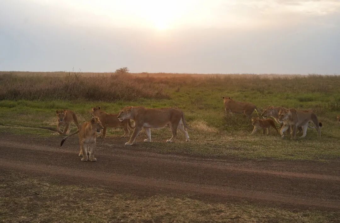 非洲考察1|初抵塞伦盖蒂-27