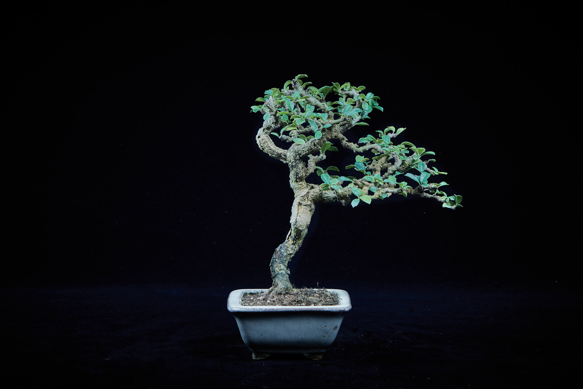 20~25公分小品盆栽-10