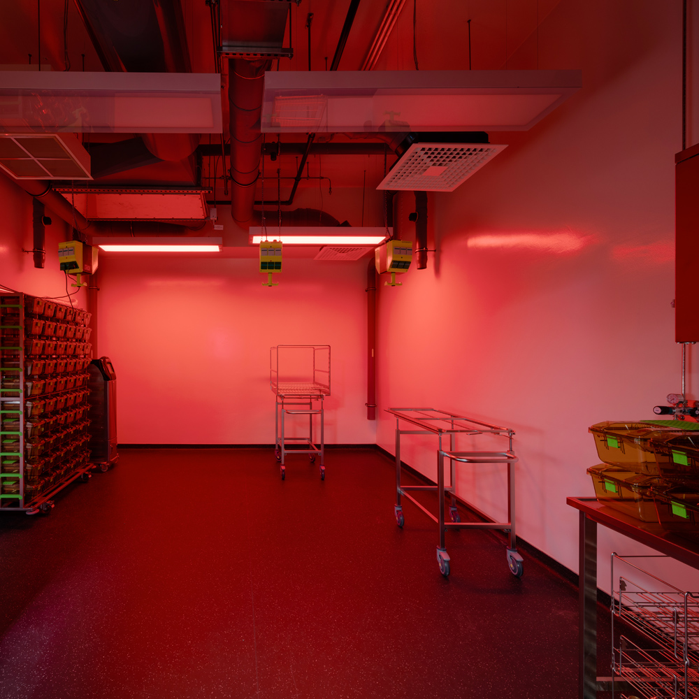 黑 façade 的集成感染疾病研究中心(CIID)-16