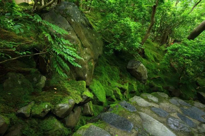 庭院满青苔，极美！-63