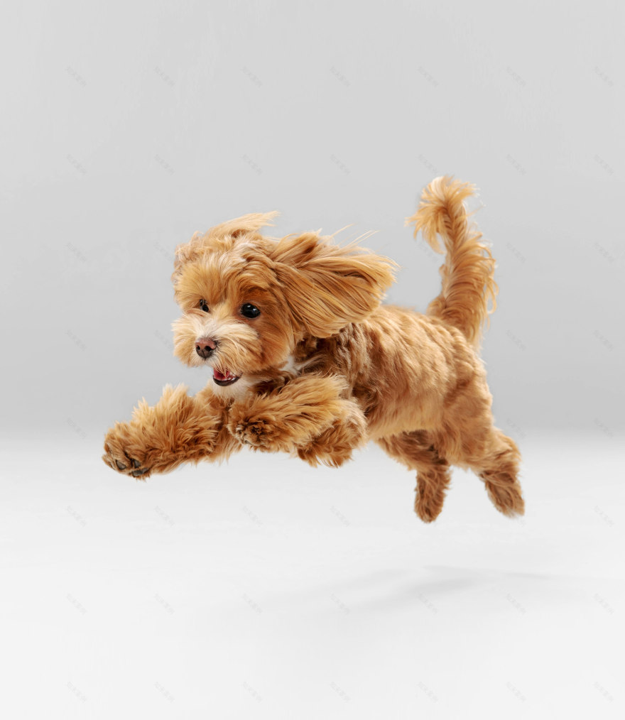 ZOORIK宠物护理产品设计丨GRIGOREVA OLESYA-8