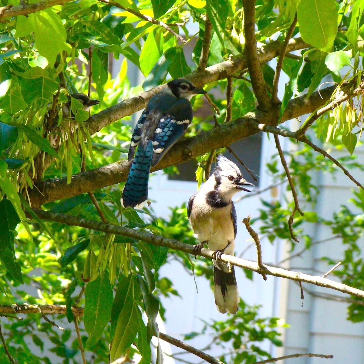 复古复兴 | 19 世纪 50 年代美国宾夕法尼亚州小威尼斯建筑群-145
