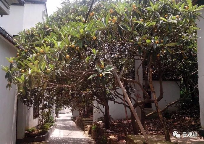 吉祥庭院 | 汇聚 30 种美景的绿色空间-144