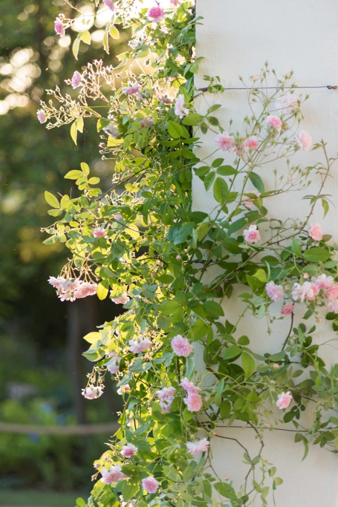 2018 Trailfinders南非葡萄酒庄园展示花园丨Jonathan Snow-14