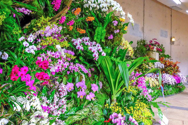 热带梦幻中心（海洋博公园内）丨日本冲绳-64