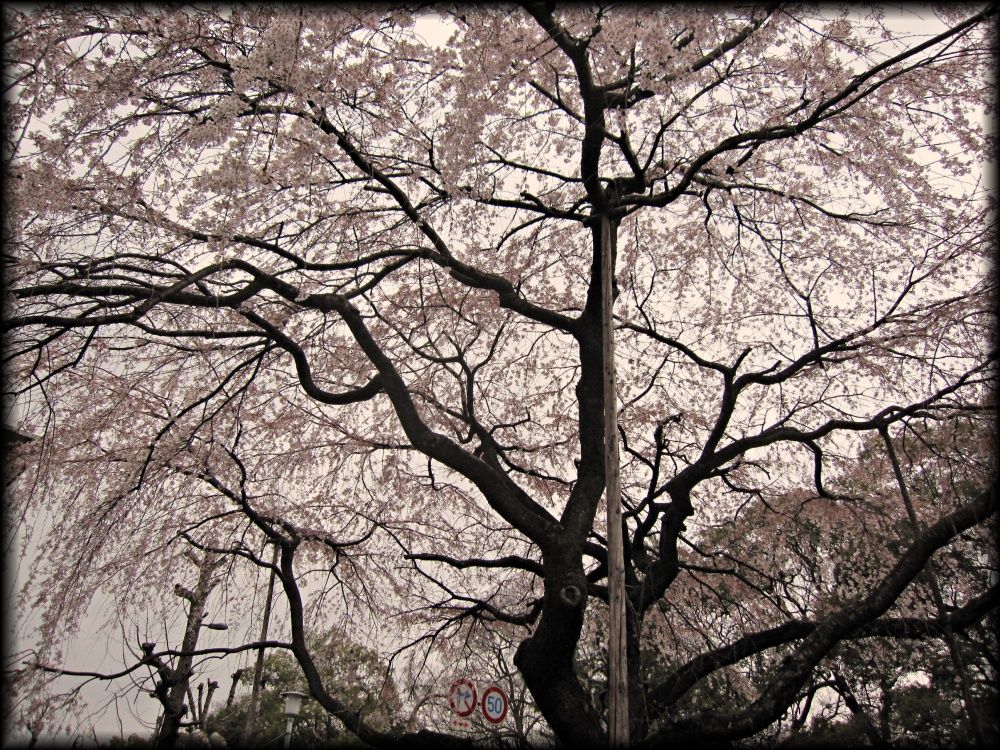 有栖川宮旧邸宅（平安女学院有栖館）丨日本京都丨11代目小川治兵衛（7代小川治兵衛末裔）-28