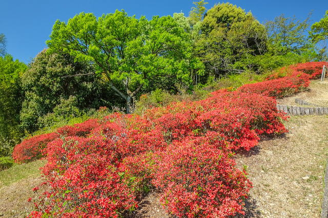 名古屋市东山动植物园之植物园丨日本爱知-68