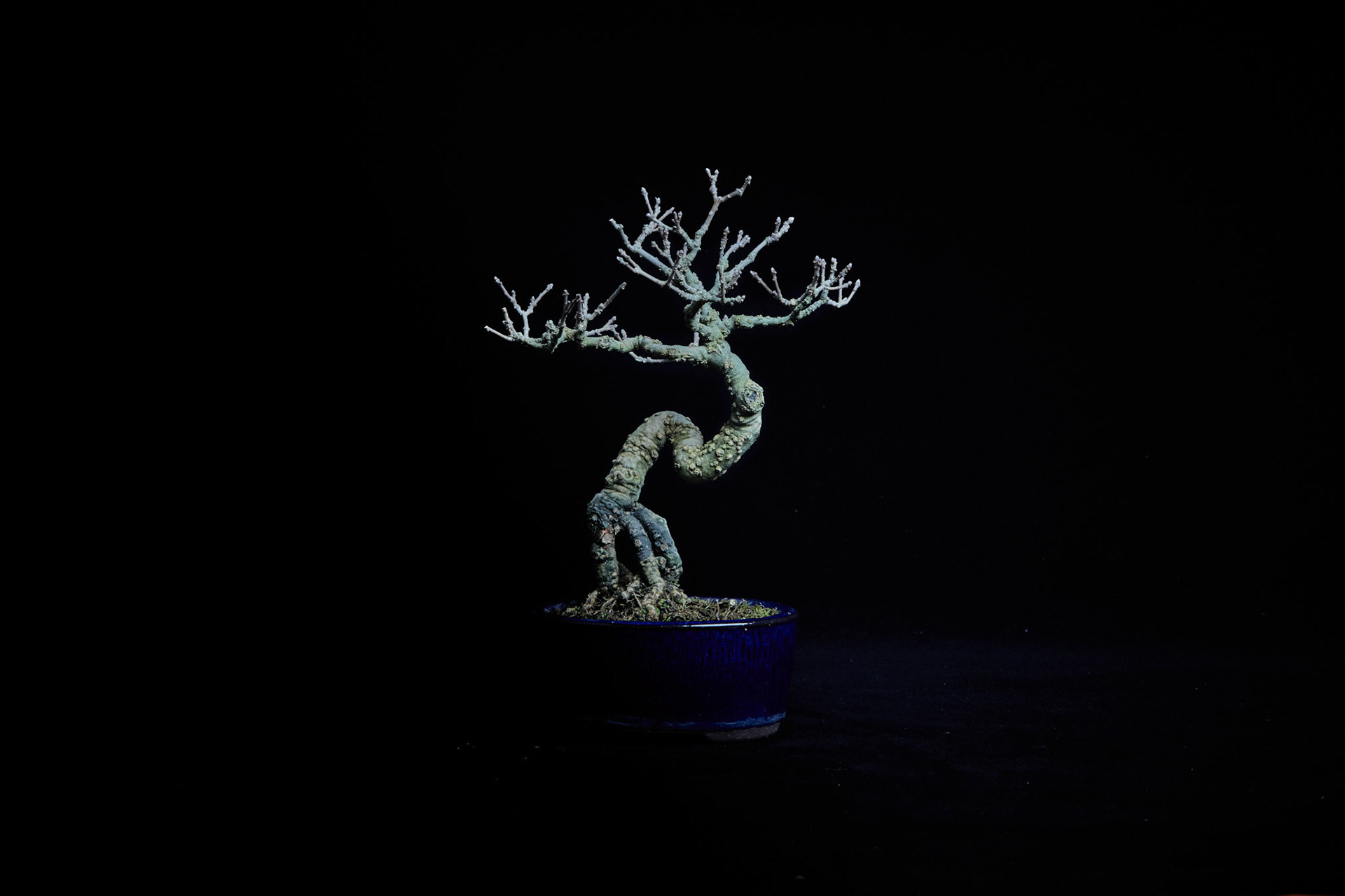 20~25公分小品盆栽-0