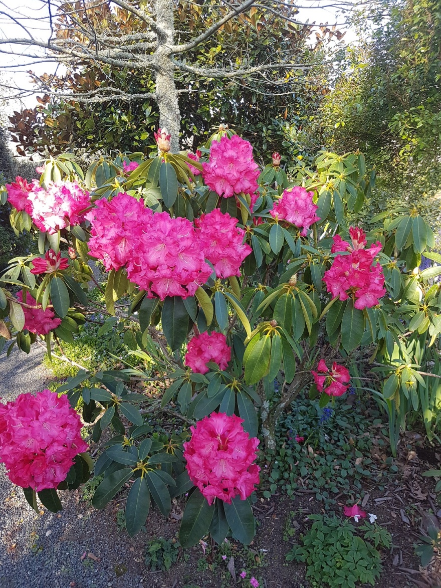 Cairnhill私人花园-33