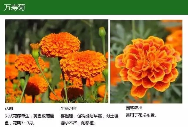 全方位植物设计课程，实战训练，案例示范，作业一对一指导-54