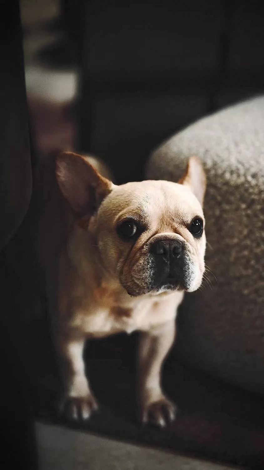 普利策 梦想改造家素丘園丨何思玮,梁穗明-15