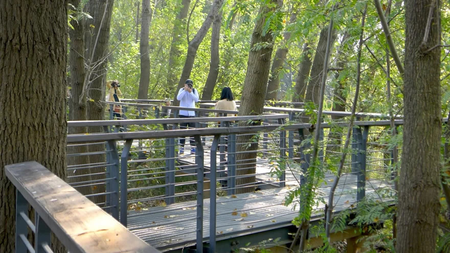 新加坡·南京生态科技岛滨江风光带（大江侧）示范区景观设计项目-15