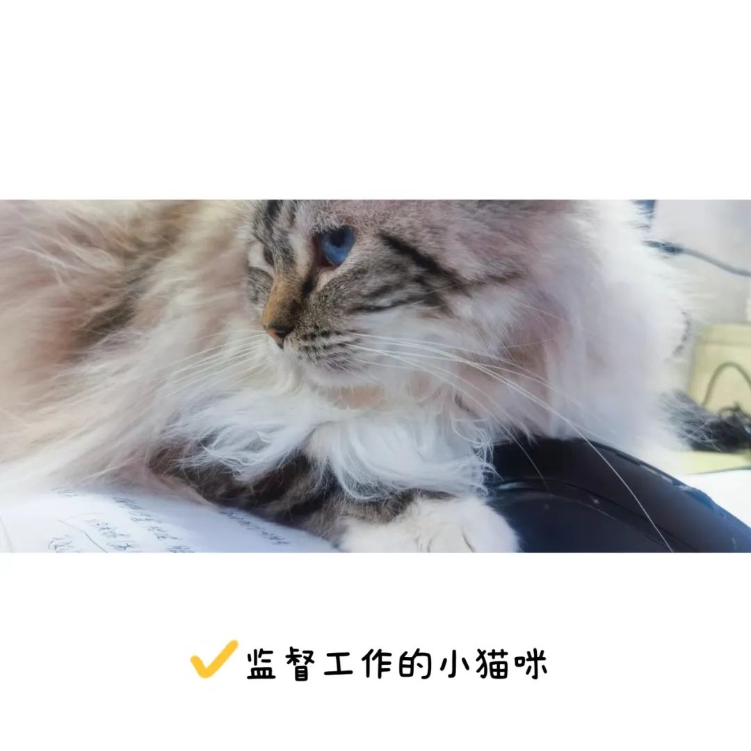 申城设计居家办公抗疫生活实录丨中国上海-112