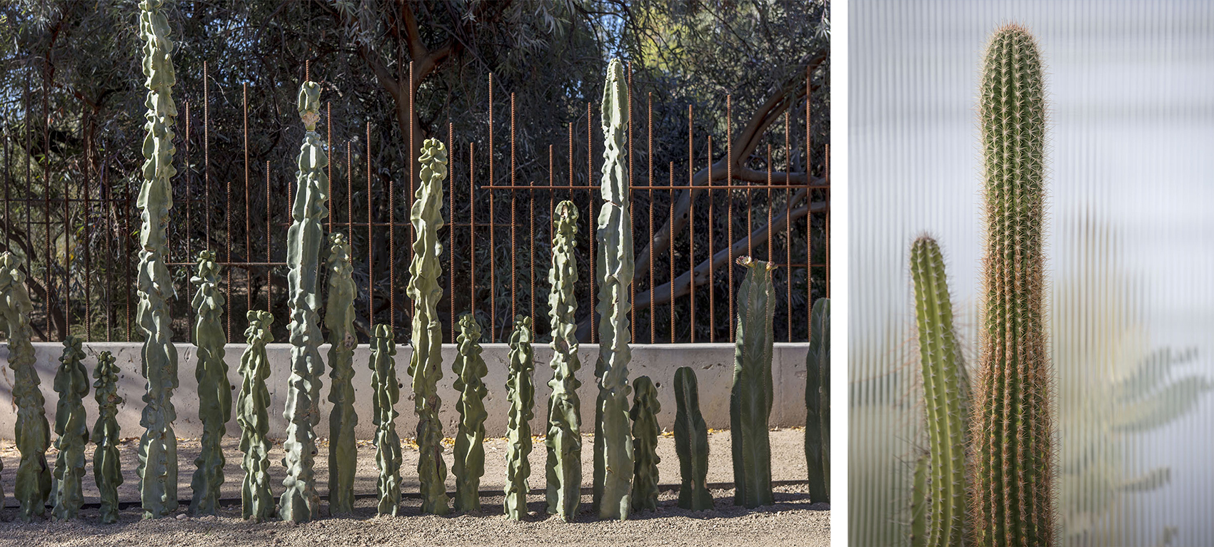 沙漠植物园一期丨美国-20