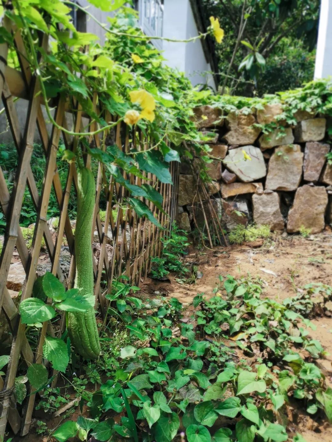 穿过喧嚣 走进时光·来高淳东坝看美丽乡村-44