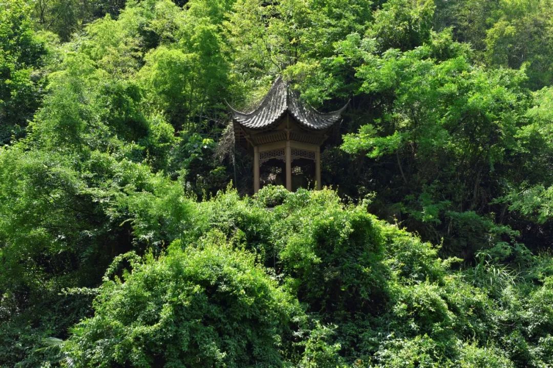 庐山桃花源景区名茶名泉节效果提升 | 打造茶禅一味的美景-82