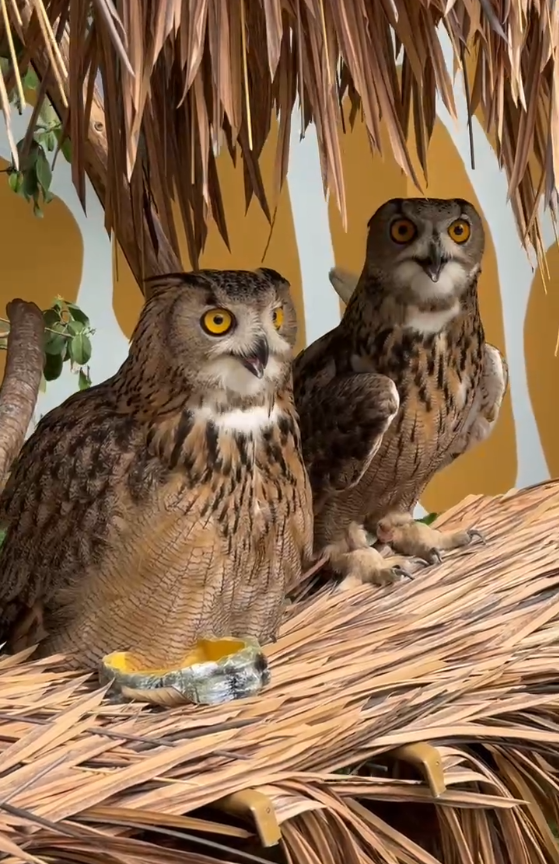 沉浸式森林度假新体验|清远长隆森林温泉乐园-23