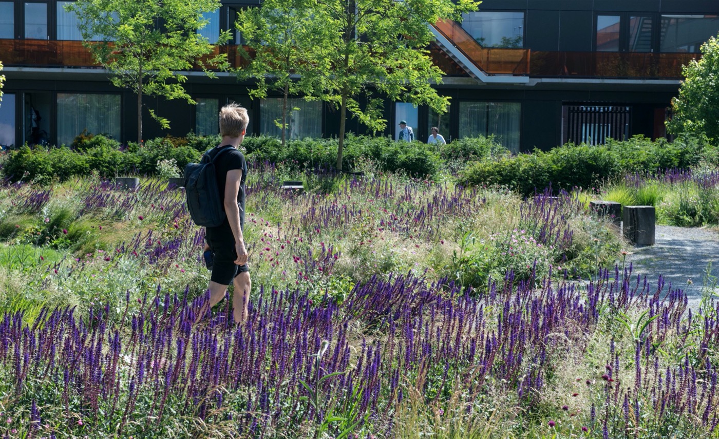 荷兰 Purmerend 社区花园 | 共享生活与关爱-7