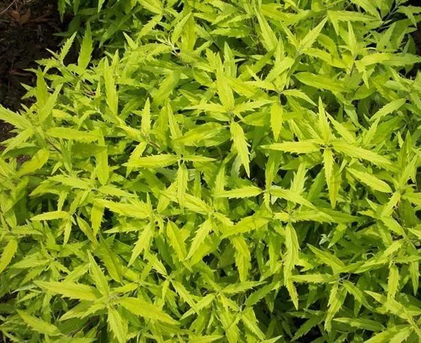 夏日花园养护攻略，打造梦想花园-50