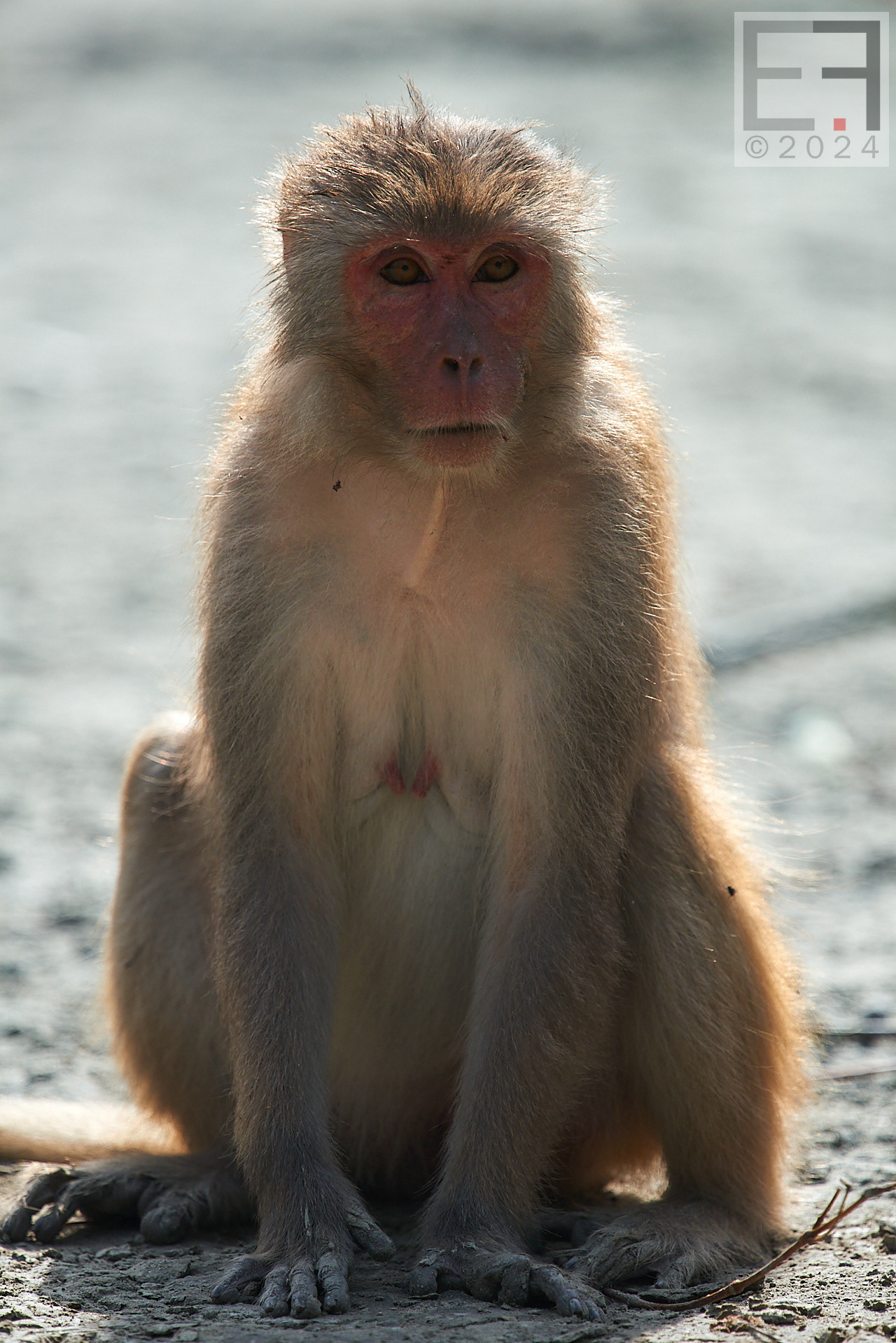 孟加拉国孙德尔本斯红树林保护与开发-12