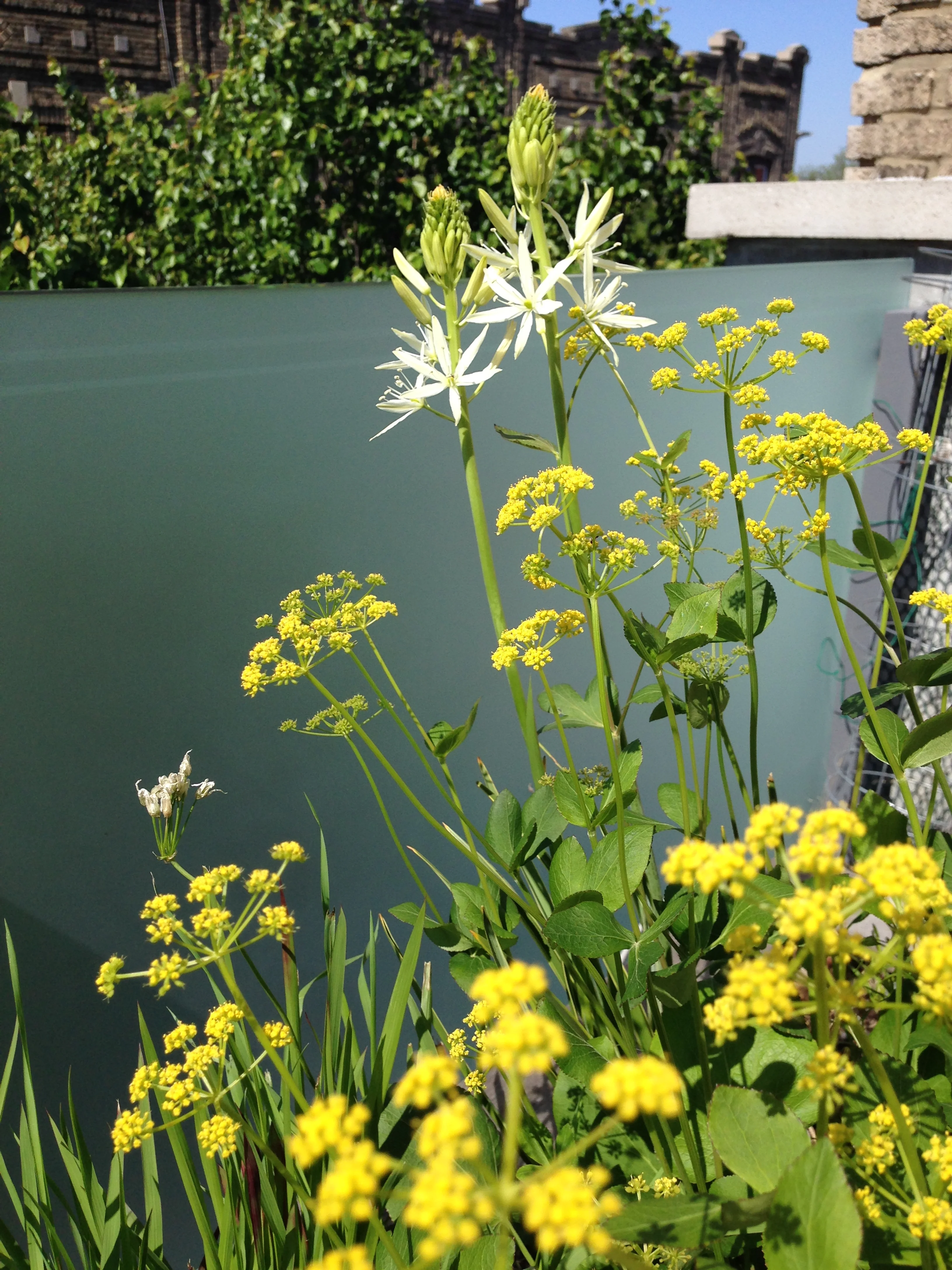 太平洋街排屋丨Alive Structures-6