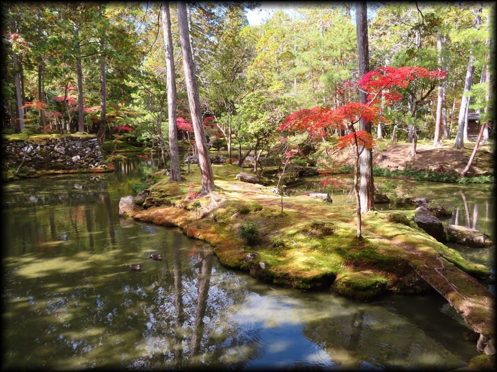 苔寺（西芳寺）的苔庭（黄金池,金刚池）丨日本京都丨梦窗疎石-26