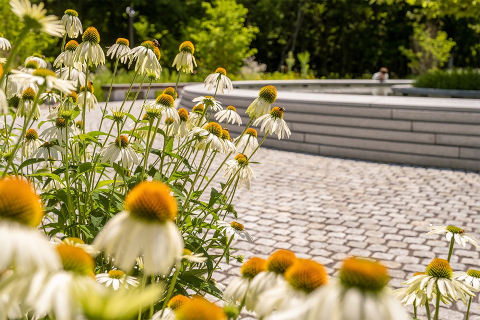 桑迪胡克“林间空地”纪念园丨美国康涅狄格丨SWA Group-30