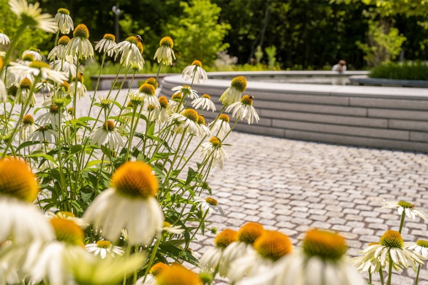 桑迪胡克“林间空地”纪念园丨美国康涅狄格丨SWA Group-30