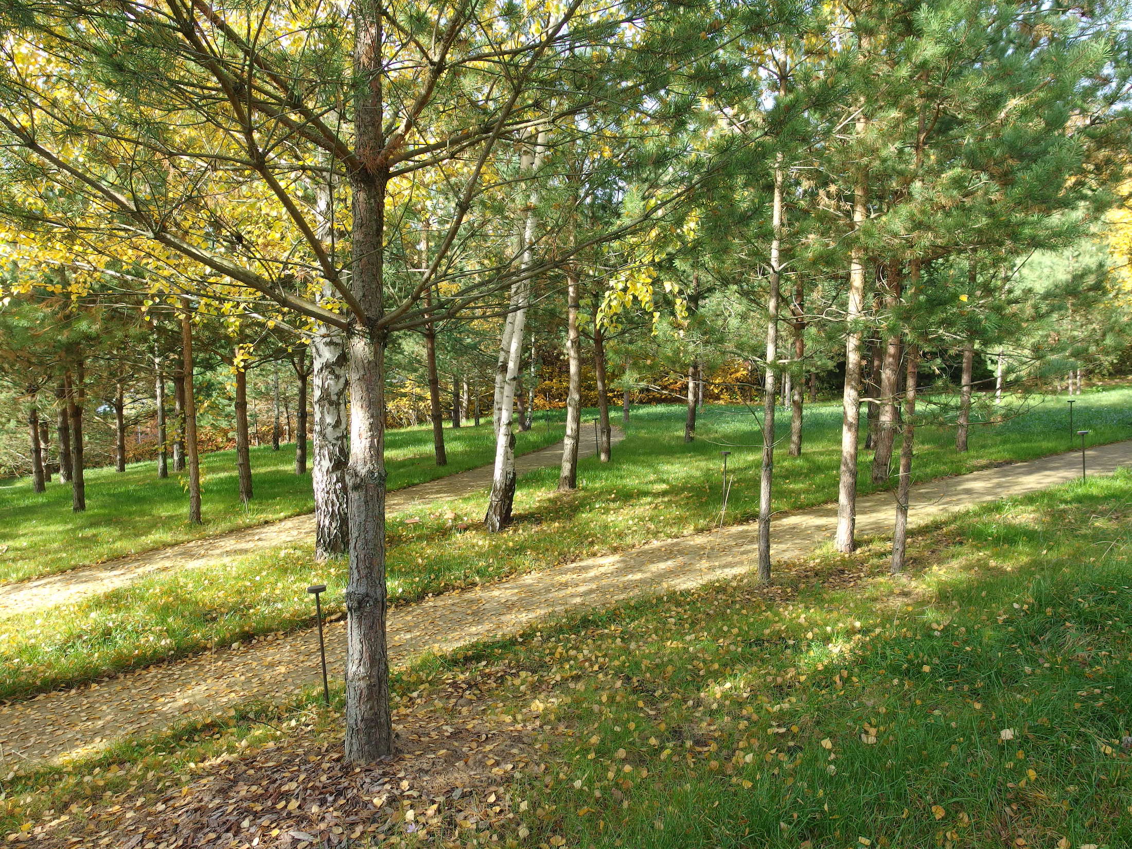 莫斯科北部童话森林湖景-20