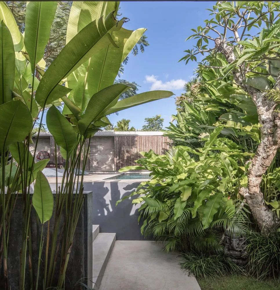 印度尼西亚 800㎡私密住宅,绿色景观中的混凝土盒子-25