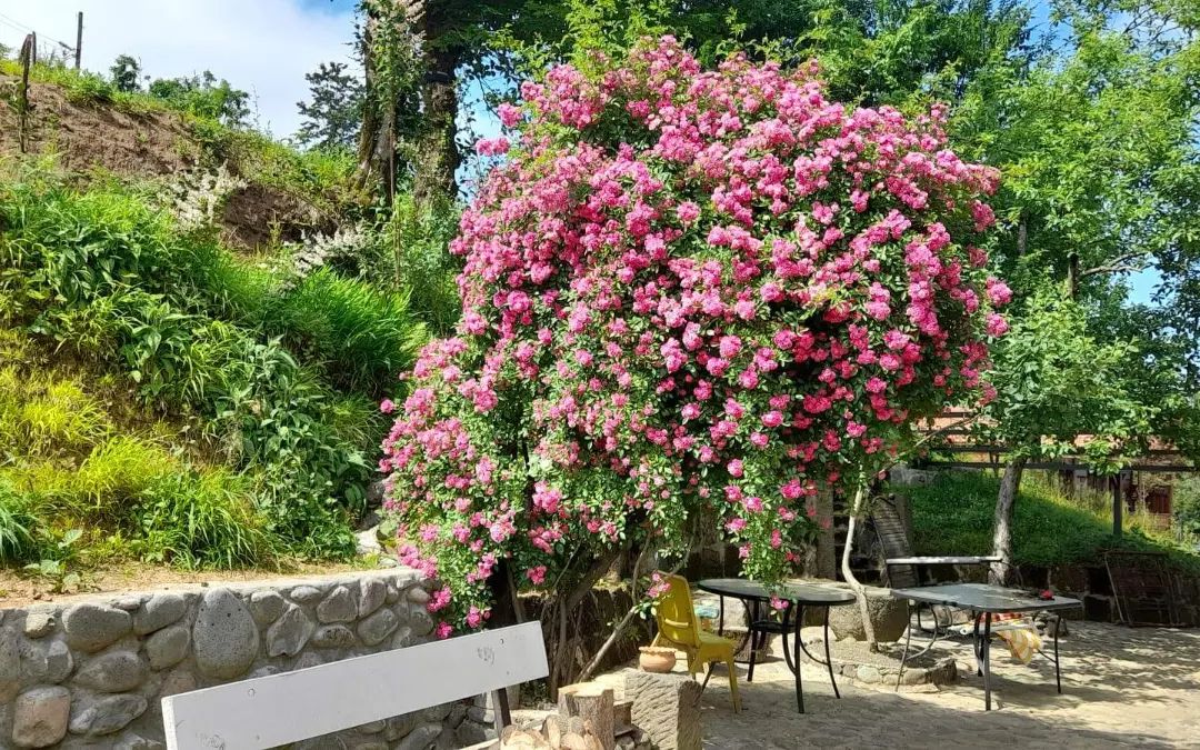 “სკიჯის სახლი”生态旅游项目-11