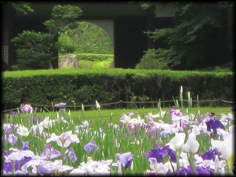 明月院丨日本神奈川-21