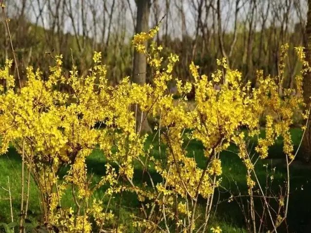 花境设计常用 60 种植物,让花园变得绚丽多彩-29