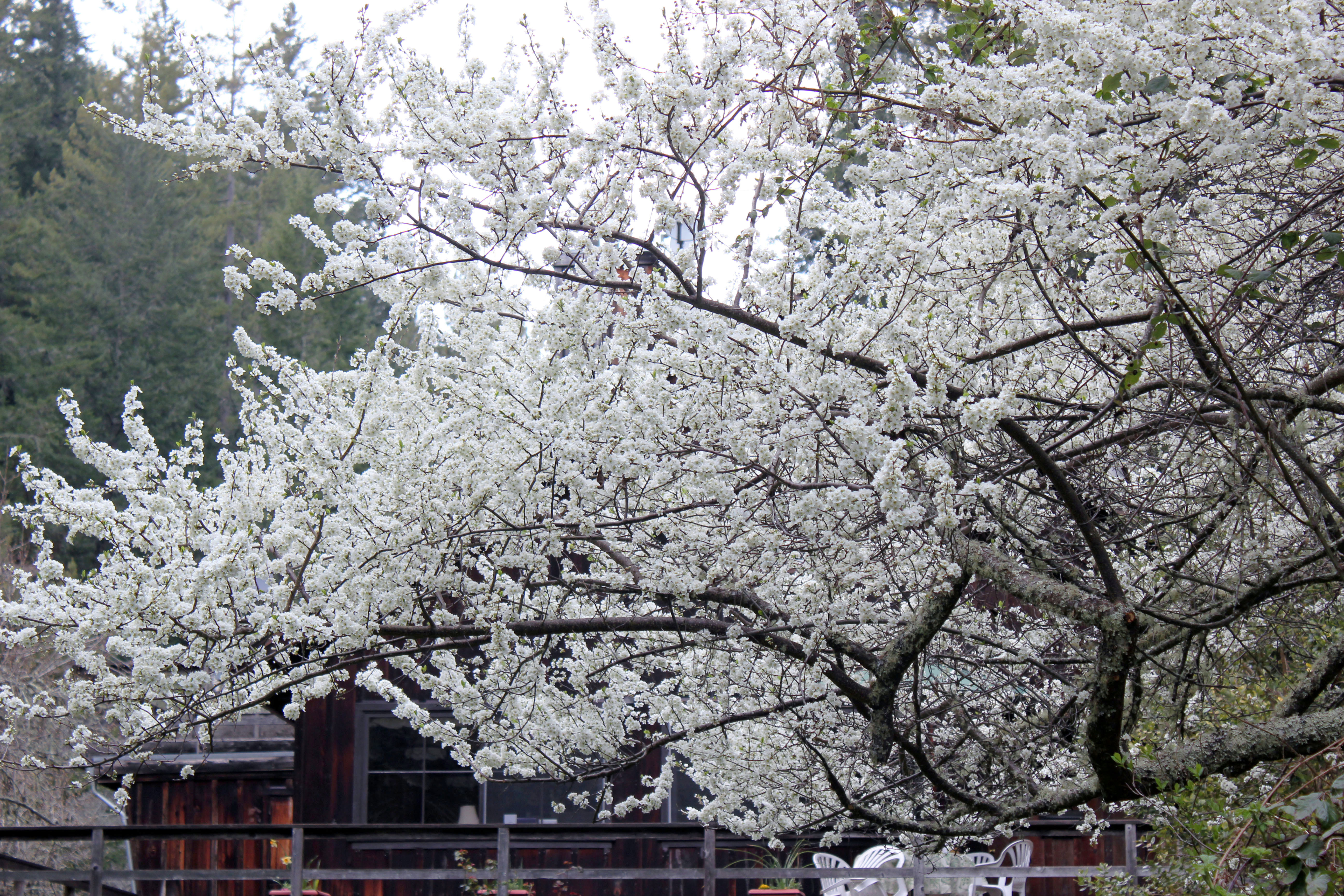 世界上的树木丨Sylvie D.-119